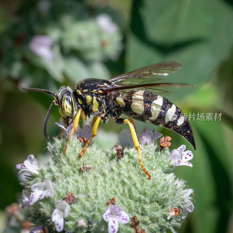 四条纹蝽猎黄蜂，(双环quadrifasciatus)，蟹科，集群山薄荷，Pycnanthème mutique。